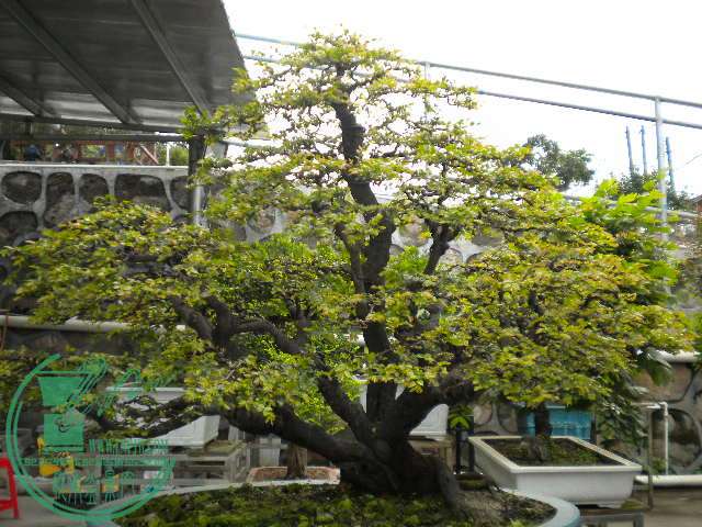 DSCN8041.JPG