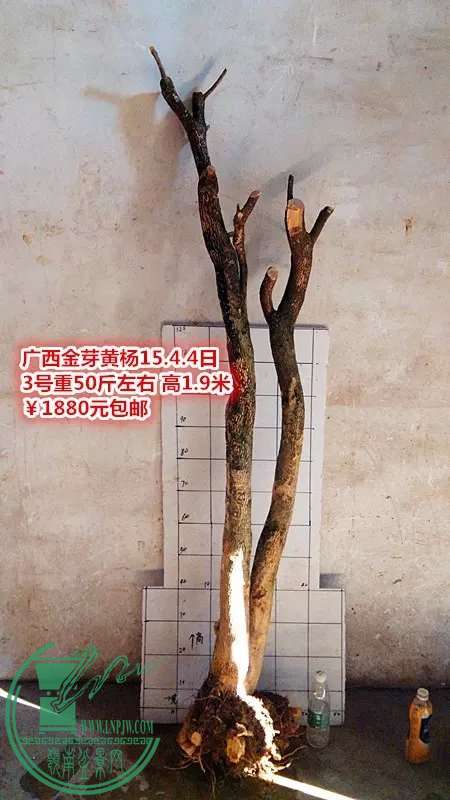 psb (12).jpg