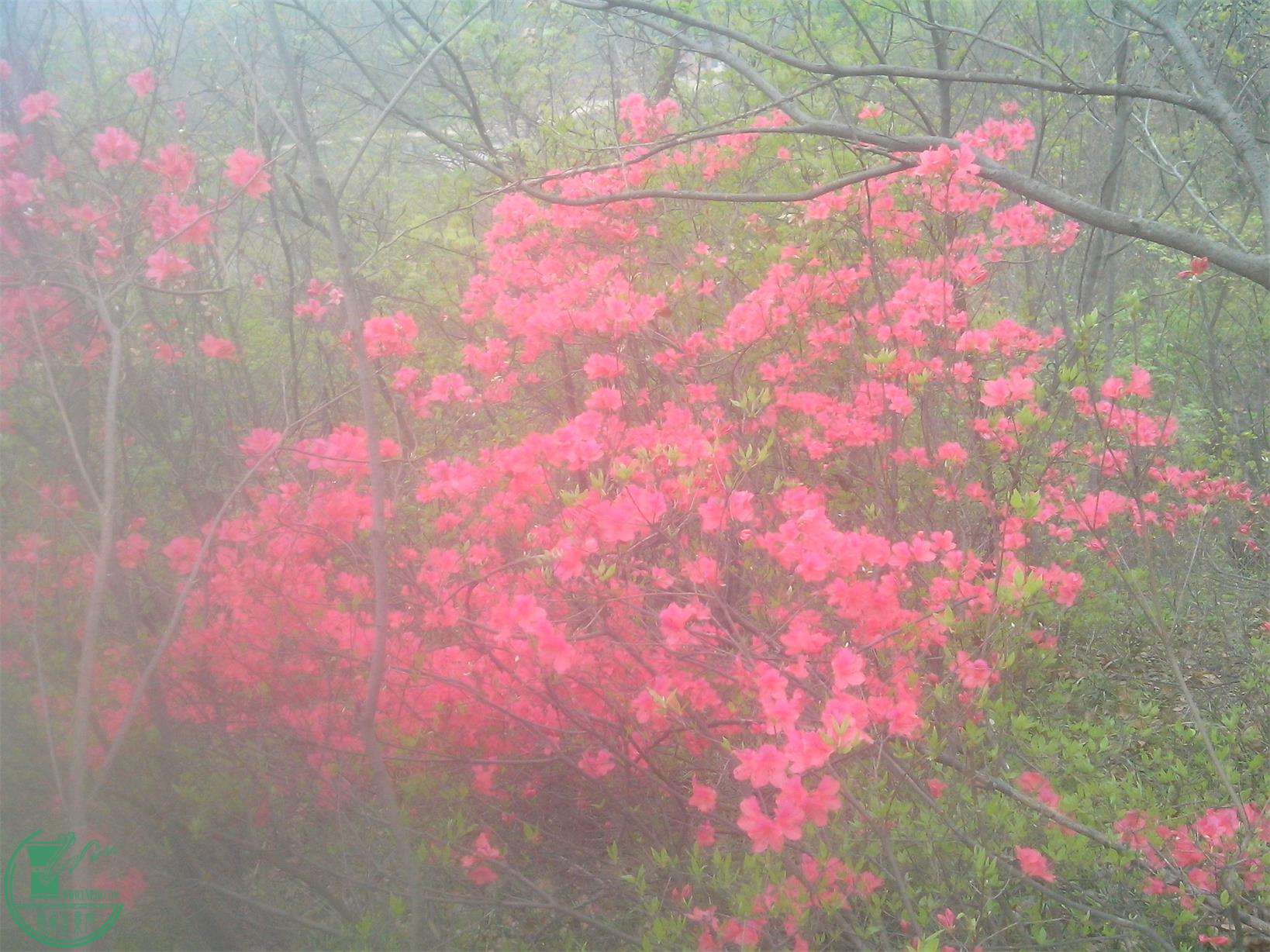 IMG20150404011.jpg