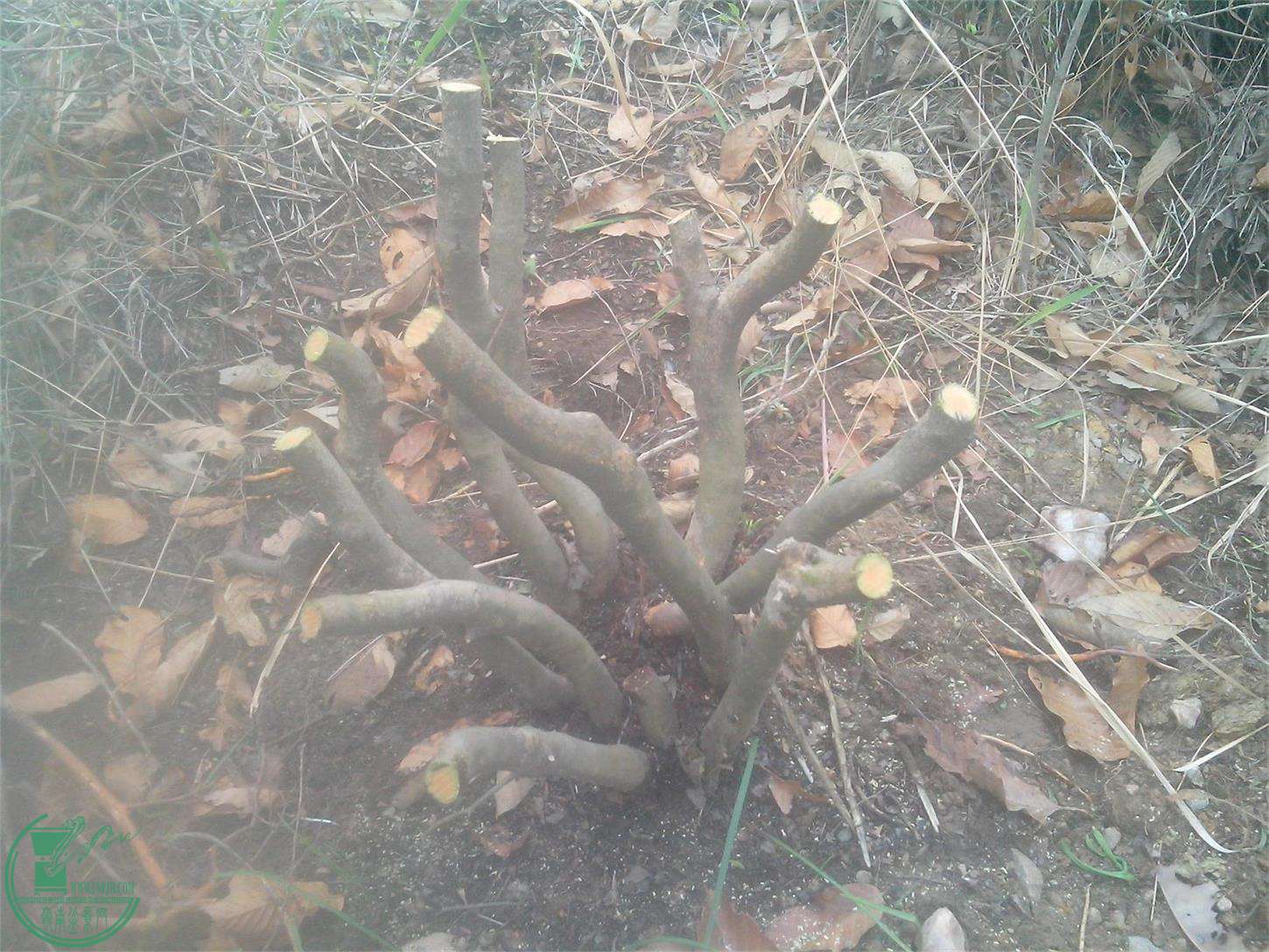 IMG20150404012.jpg