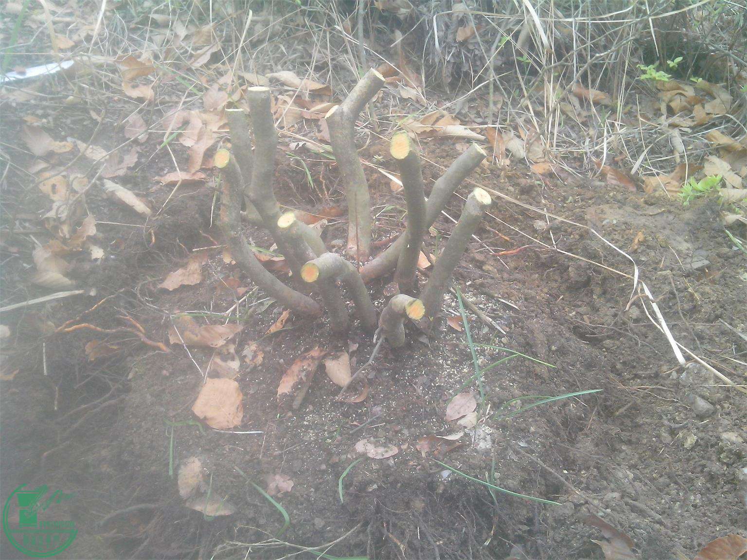 IMG20150404013.jpg