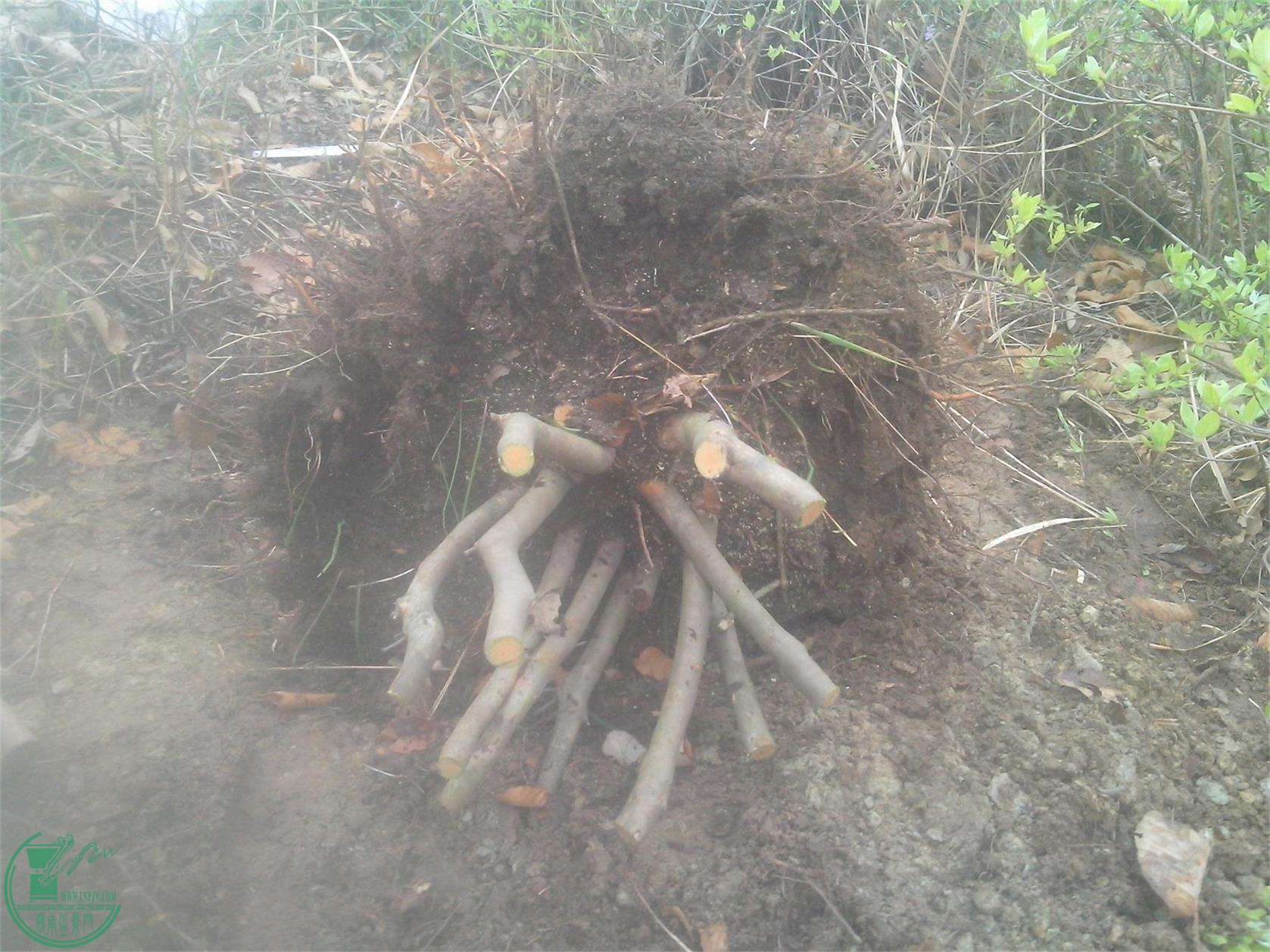 IMG20150404014.jpg