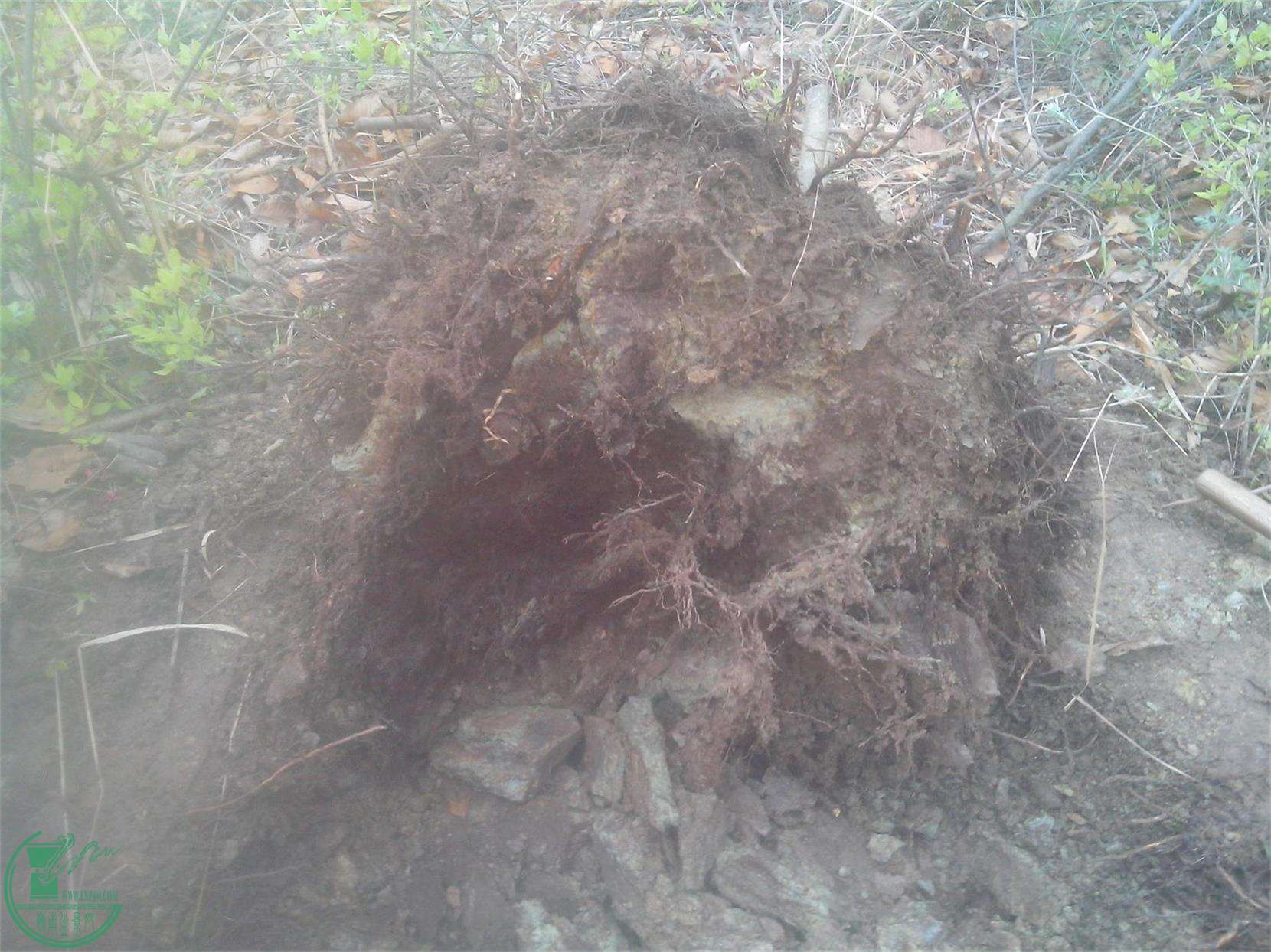 IMG20150404015.jpg