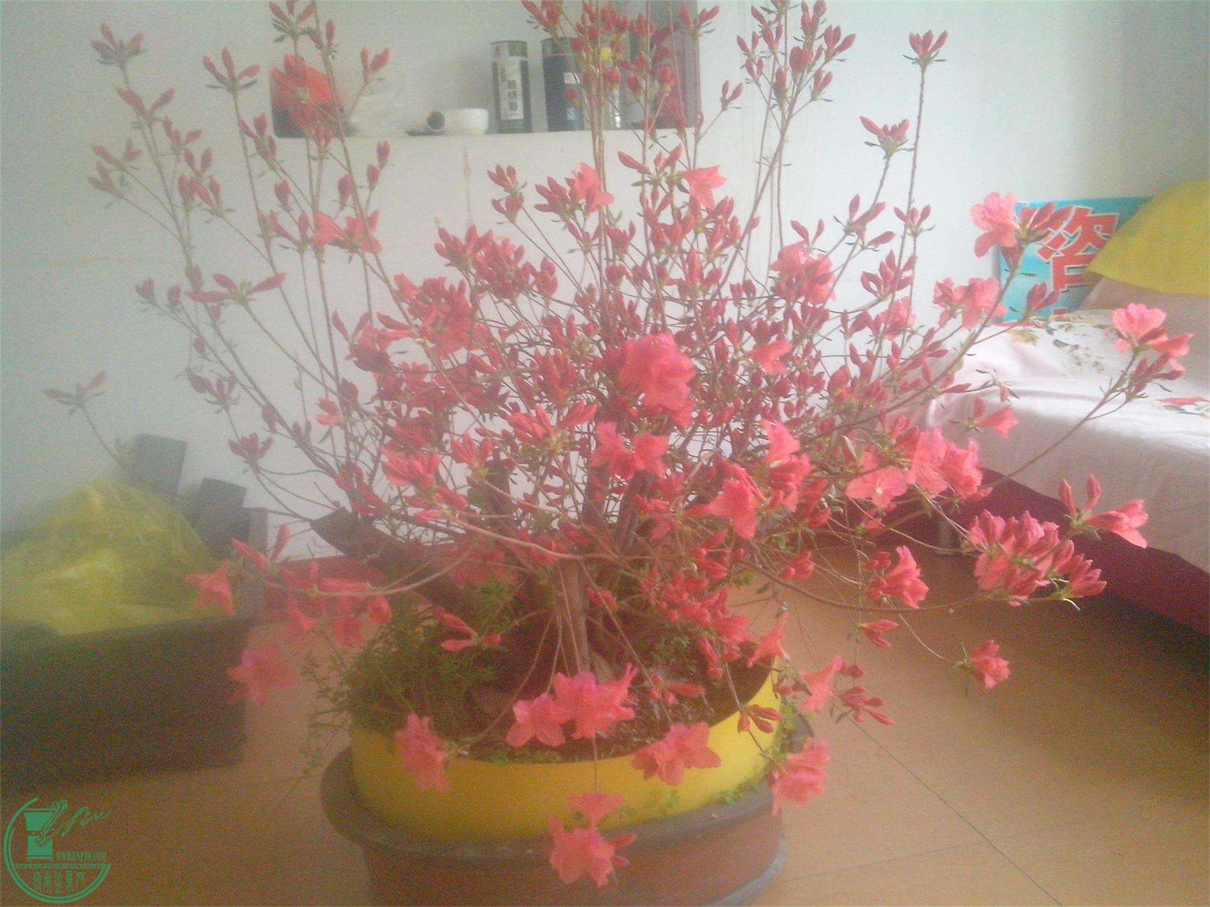 IMG20150404006.jpg