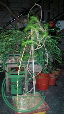 IMG_20150405_195031_СС.jpg