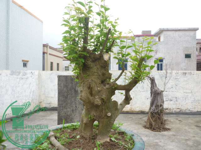 P1080272.JPG
