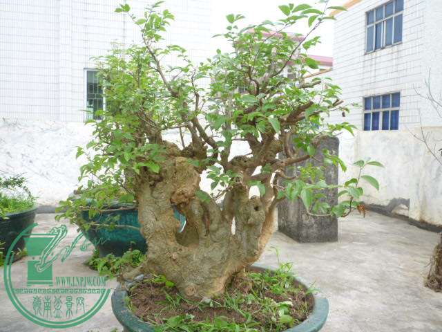 P1080275.JPG