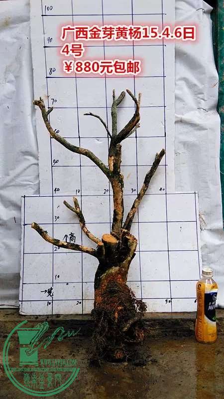 psb (9).jpg