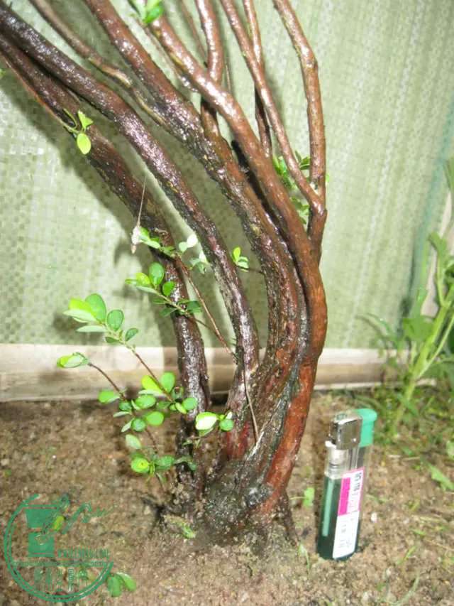 psb (2).jpg