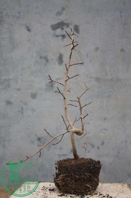 Ƭ20131026ۺ 2911.jpg