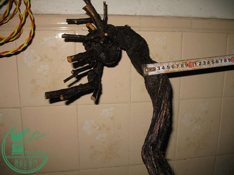 005.JPG