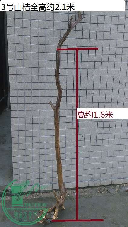 QQͼƬ20150408194954.jpg