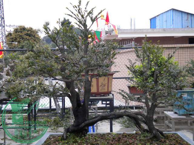 DSCN7859.JPG