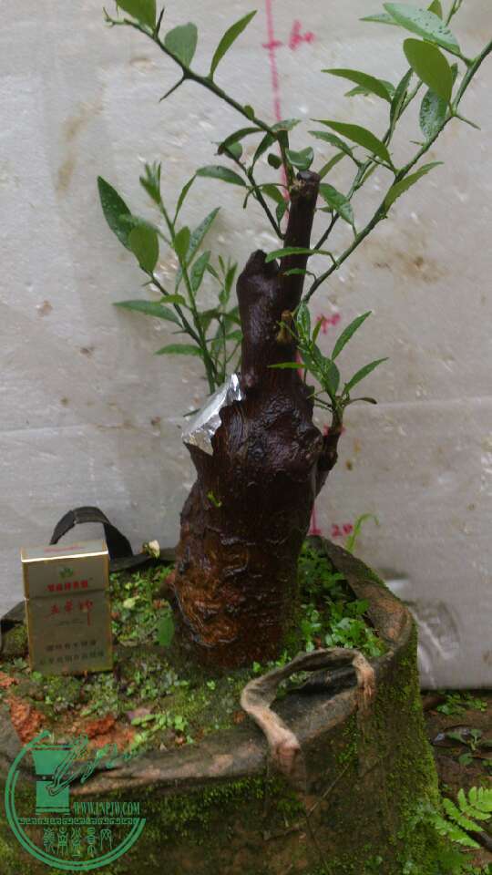 8)`YBH1ALQ4[77)%S260H`N.jpg