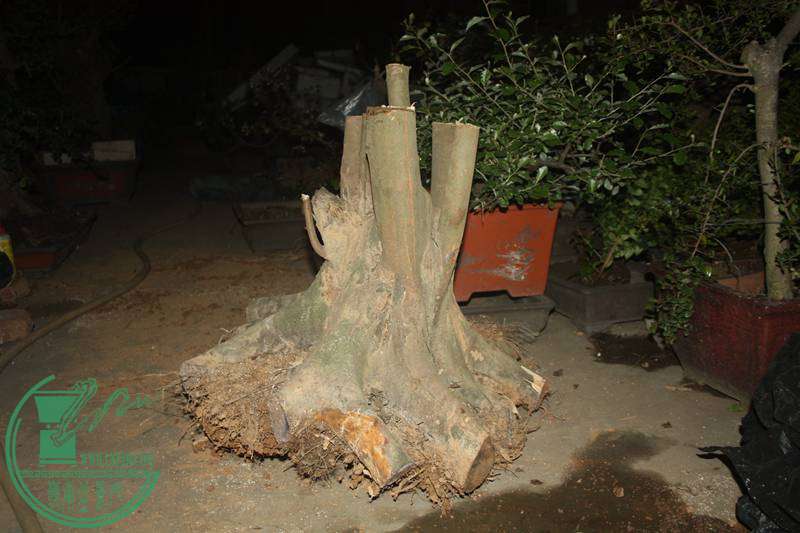 Ƭ20131026ۺ 2673.jpg