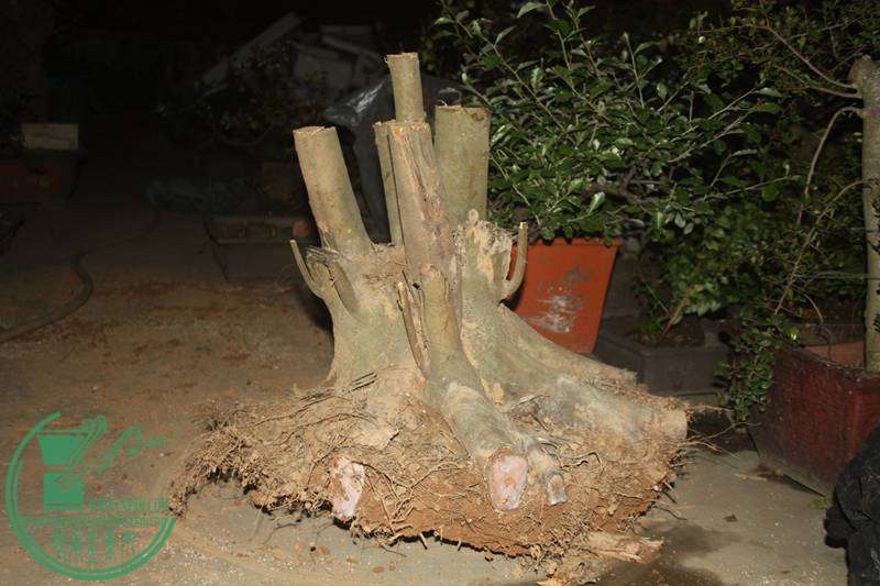 Ƭ20131026ۺ 2675.jpg