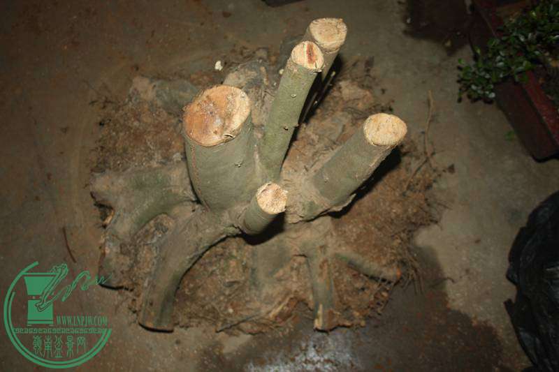 Ƭ20131026ۺ 2684.jpg