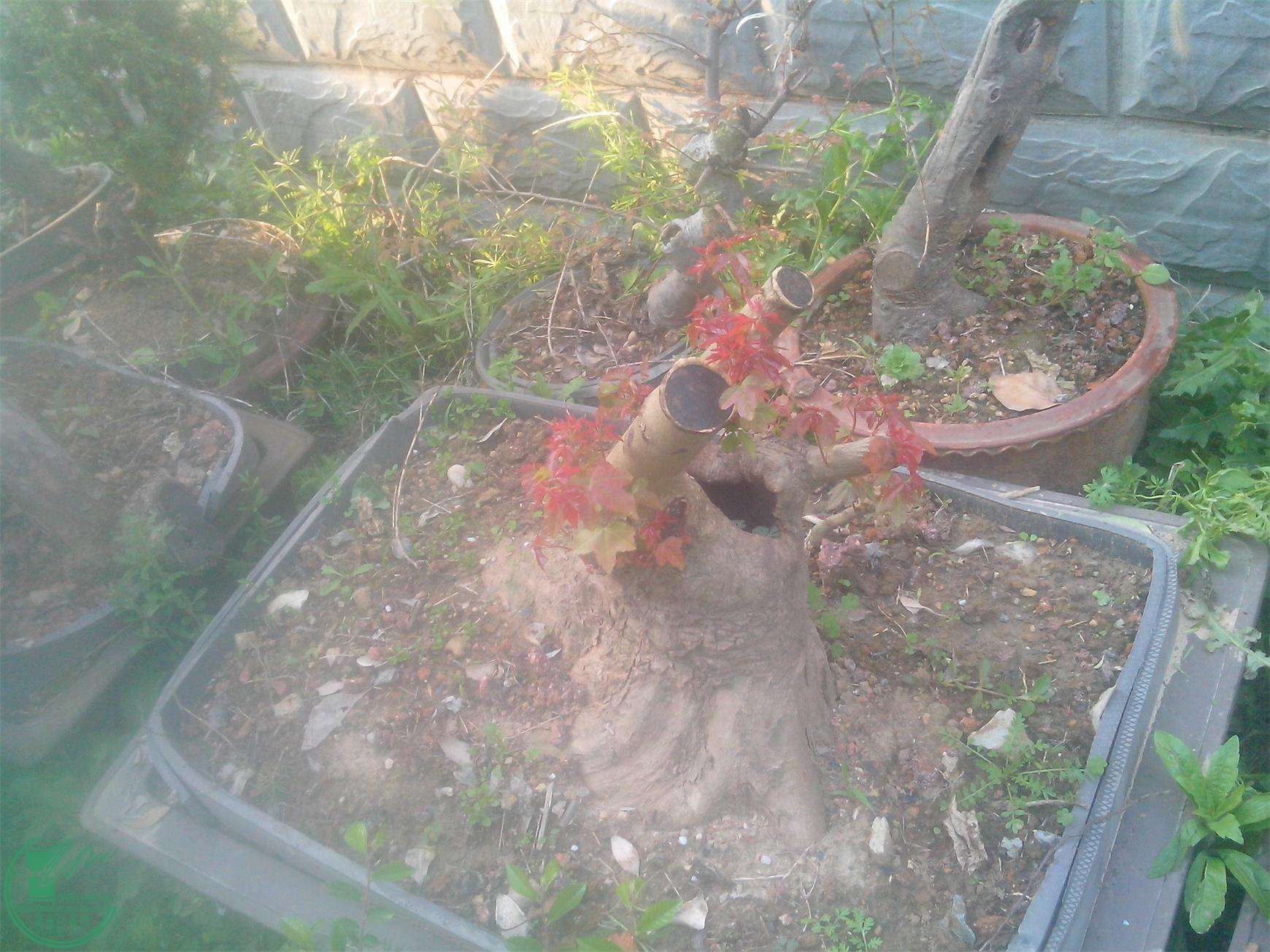 IMG20150410002.jpg