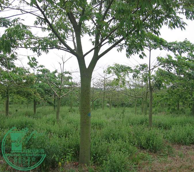Ƭ 029_.jpg