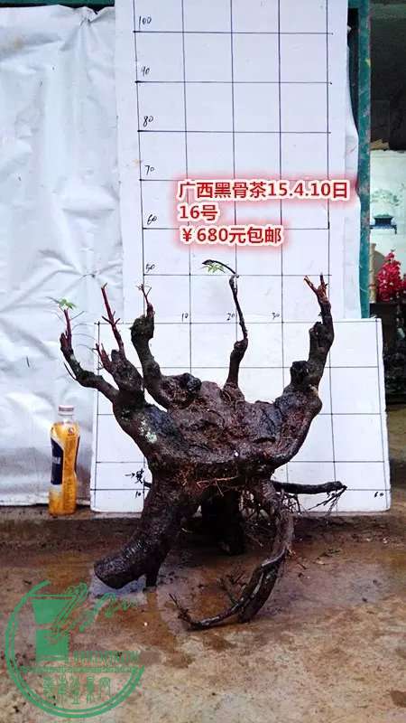 psb (45).jpg