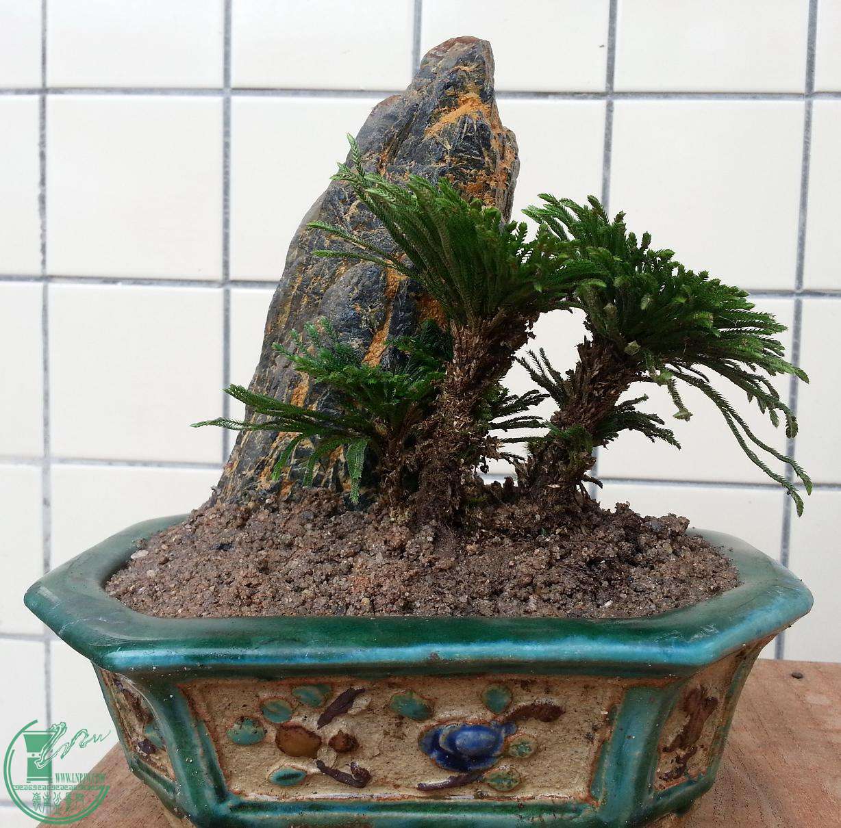 20150411_122059.jpg