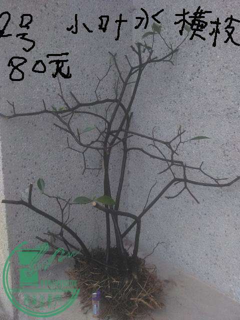 IMG_20150411_173317.jpg