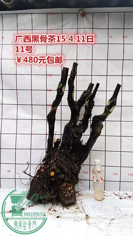 psb (23).jpg