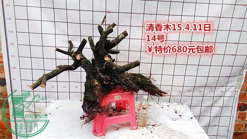 psb (29).jpg