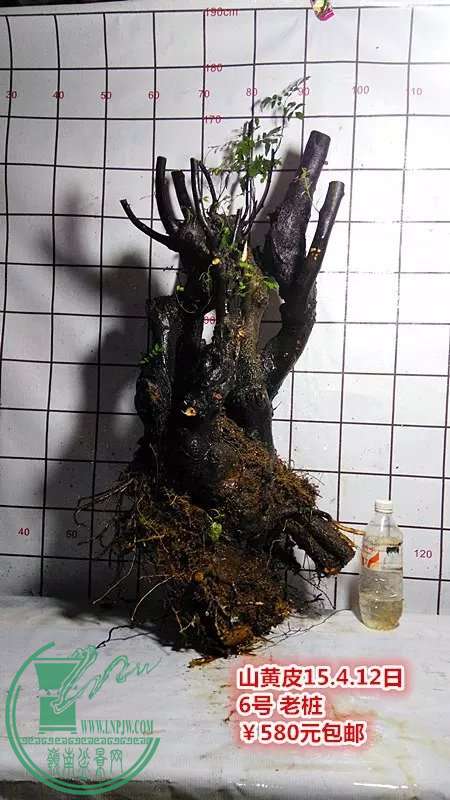 psb (8).jpg