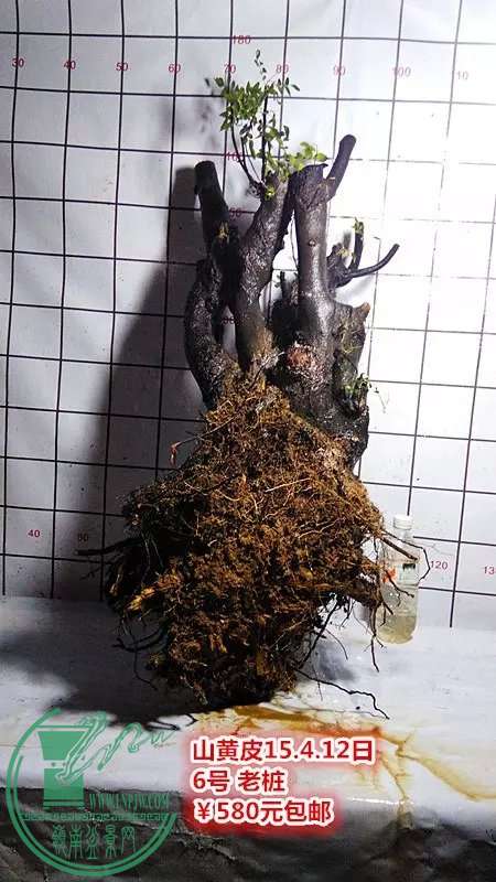 psb (9).jpg