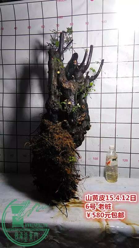 psb (10).jpg