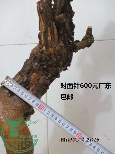IMG_6040.JPG