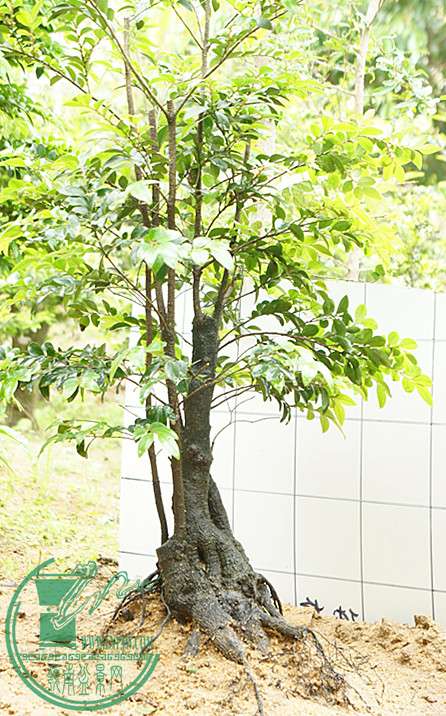 DSC00115_.jpg