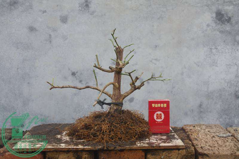 Ƭ20131026ۺ 2938.jpg