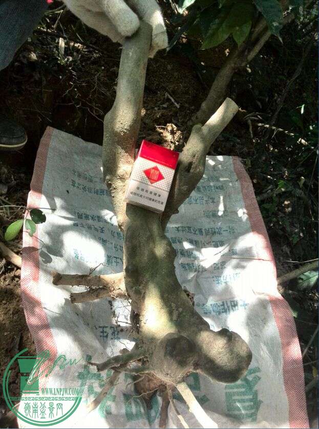 QQͼƬ20150414184908.jpg