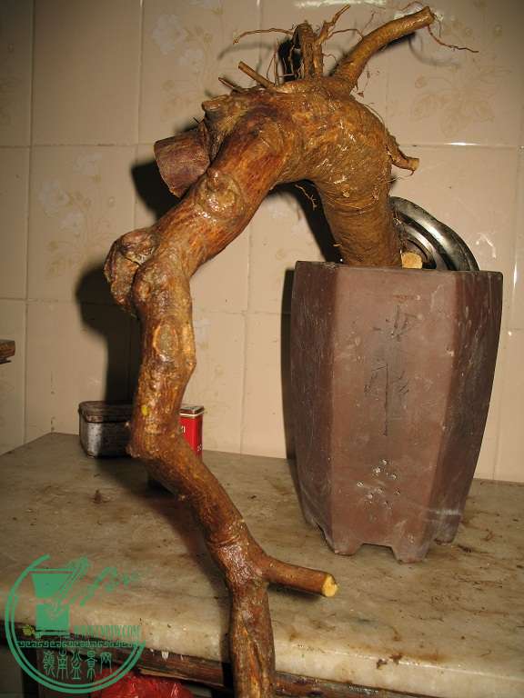 052.JPG
