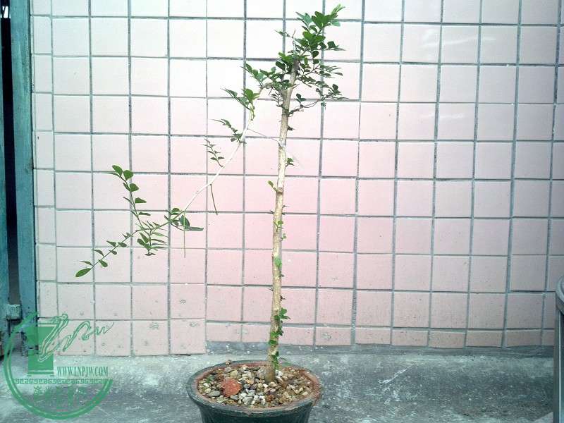 2015-04-14_18-15-08_700_www.moumu.com.jpg