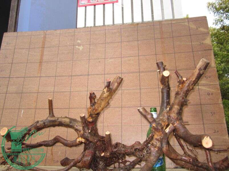 Ҳۿ.jpg