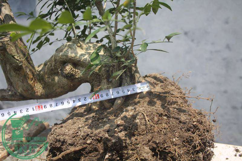 Ƭ20131026ۺ 2978.jpg
