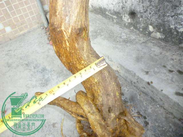 P1130647.JPG
