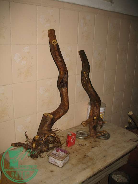 033.JPG