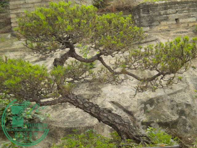DSCN7978.JPG