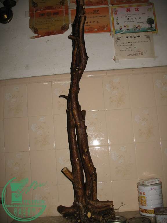010.JPG