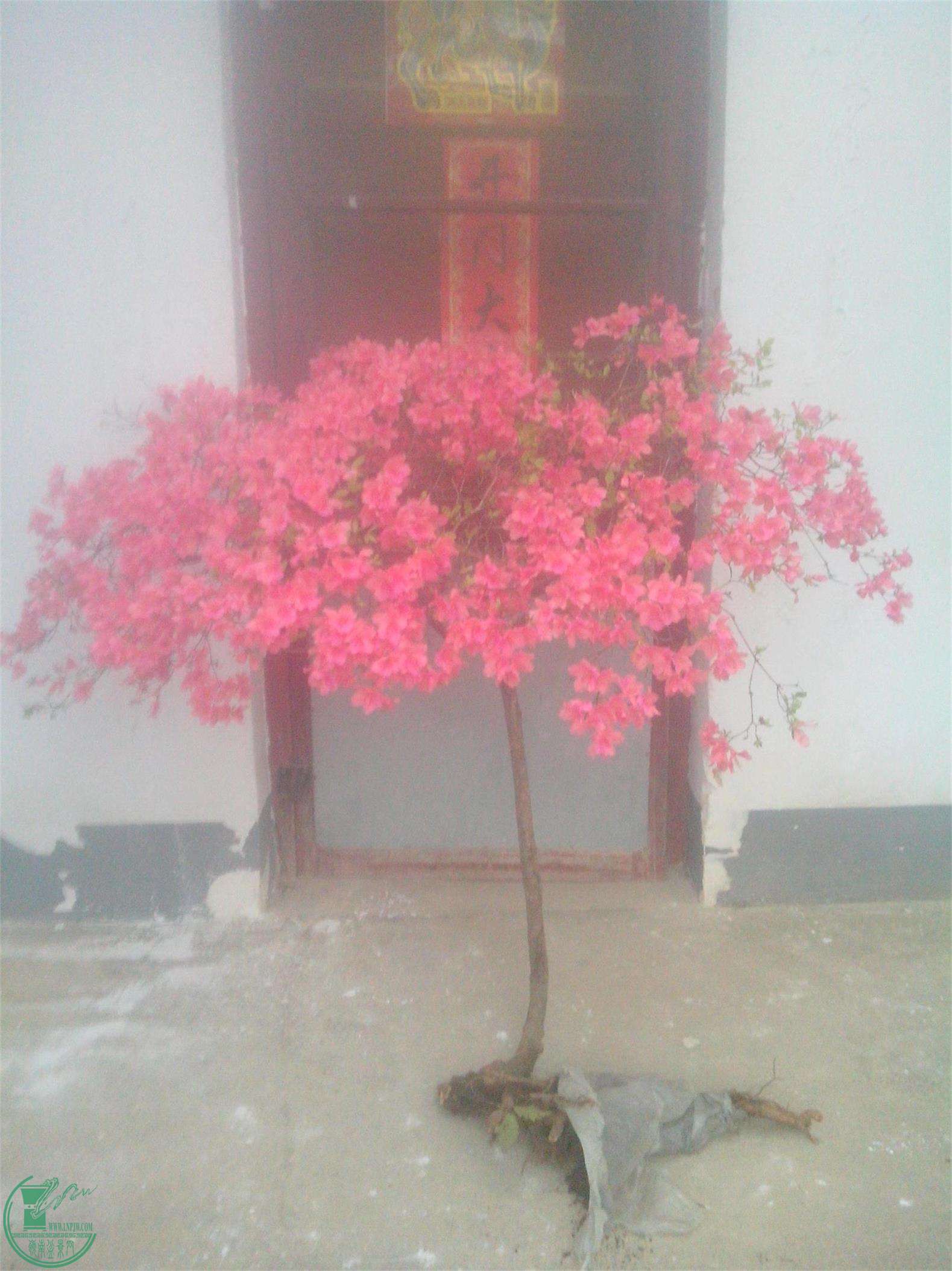 IMG20150415006.jpg