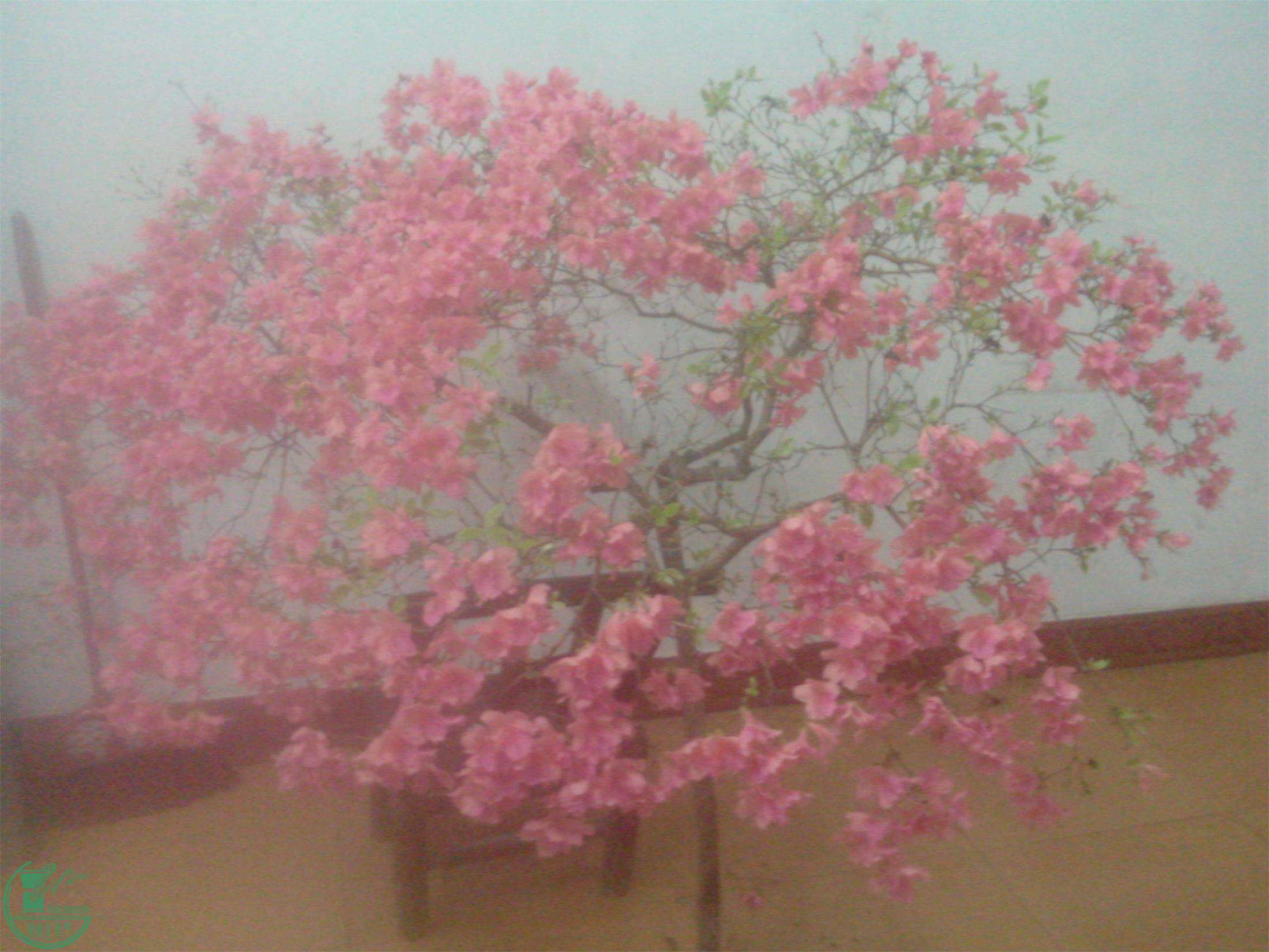 IMG20150415008.jpg