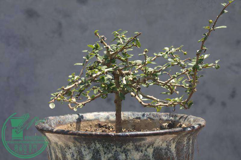 Ƭ20131026ۺ 2991.jpg