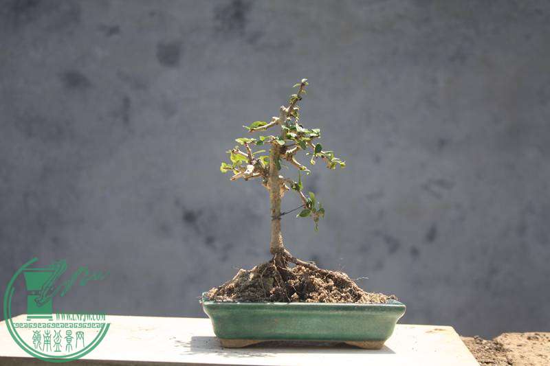 Ƭ20131026ۺ 2995.jpg