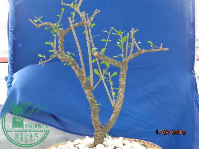 DSC00147.JPG