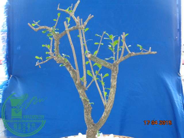 DSC00148.JPG