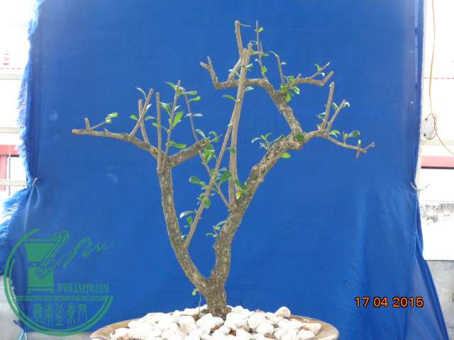 DSC00150.JPG